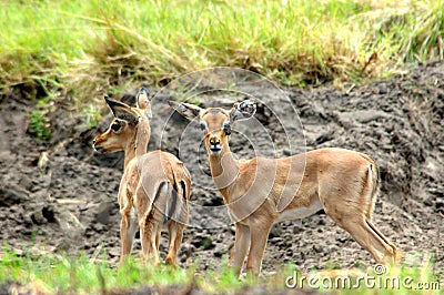 African antelopes Stock Photo