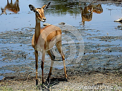 African antilope Stock Photo