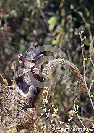 African baby baboon Stock Photo