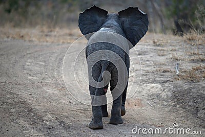 African wildelife safari Stock Photo