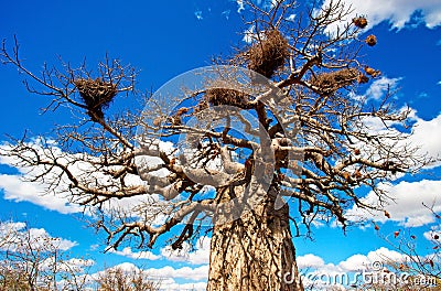 African baobab tree Stock Photo