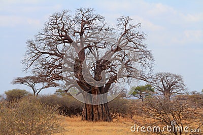 African Baobab Tree (Adansonia digitata) Stock Photo