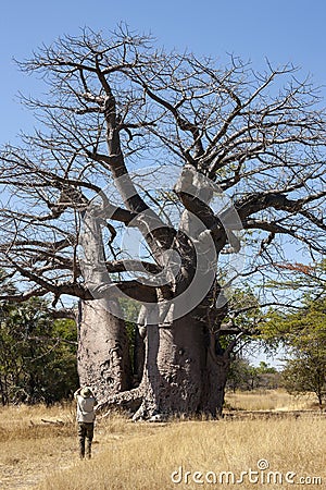 African Baobab Tree - Caprivi Strip - Namibia Editorial Stock Photo