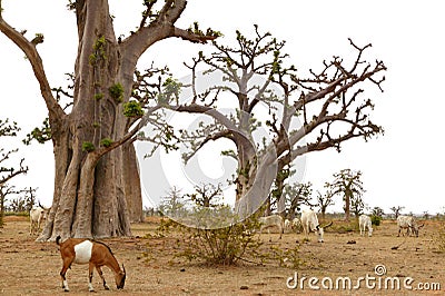 African Baobab tree with livestock eating Stock Photo