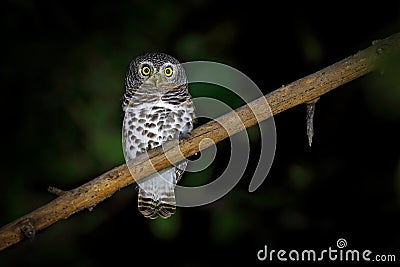 African barred owlet, Glaucidium capense, Bird in the nature habitat in Botswana. Owl in night forest. Animal sitting on the tree Stock Photo