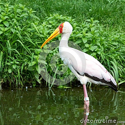 African bird yellow-billed stork Stock Photo