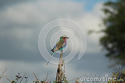 African Birds - Lillac Breasted Roller - Kruger National Park Stock Photo