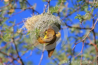 African Birds, Yellow Weaver, Golden Wings Stock Photo