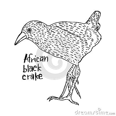African black crake - vector illustration sketch hand drawn wit Vector Illustration