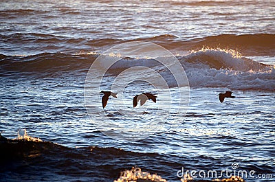 African Black Oystercatchers in the morning sun Stock Photo