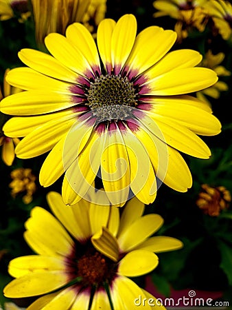 African blue eyed daisy Stock Photo
