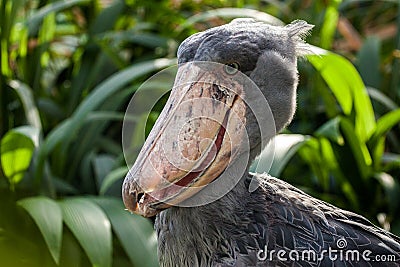 African boattail portrait in africa Stock Photo