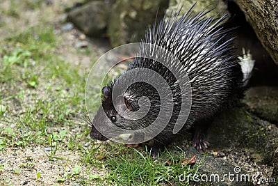 African brush-tailed porcupine Stock Photo