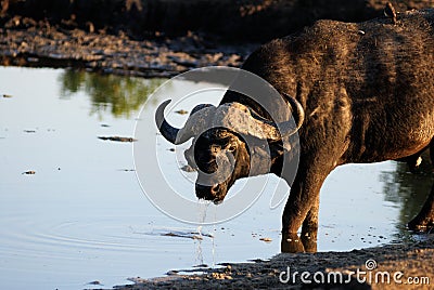 African buffalo Stock Photo