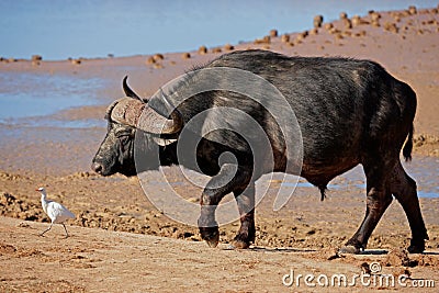 African buffalo bul, South Africa Stock Photo