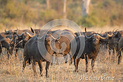 African Buffalo bull with herd Stock Photo