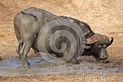 African buffalo bull, South Africa Stock Photo