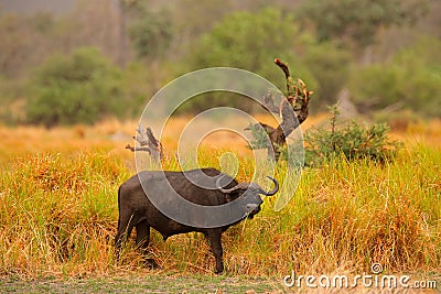 African Buffalo, Cyncerus cafer, standing savannah with yellow grass, Moremi, Okavango delta, Botswana. Wildlife scene from Africa Stock Photo