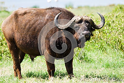 African buffalo grazing at Lake Nakuru National Park Stock Photo