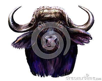 African buffalo ilustration Stock Photo