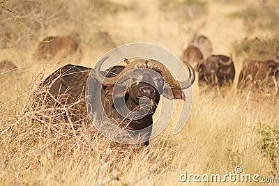 African buffalo Tsavo west national park Kenya East Africa Stock Photo