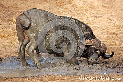 African buffalo, South Africa Stock Photo