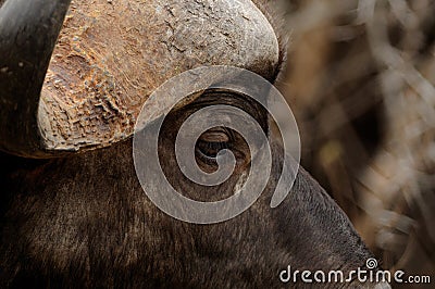 African Buffalo (Syncerus Caffer) Stock Photo