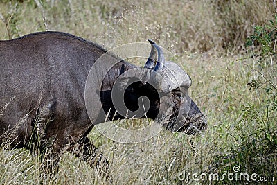 African buffalo in the wild Stock Photo