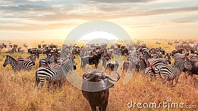 African buffalo and zebra in the African savannah at sunset. Serengeti National Park. African artistic image Stock Photo