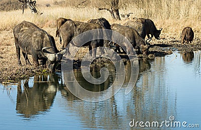 African buffalos drinking water Stock Photo