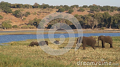 African buffalos and elephants at river in Chobe National Park Stock Photo