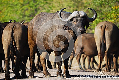 African Buffalos (Syncerus caffer) Stock Photo