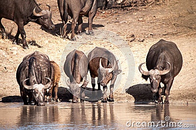 African Buffalos (Syncerus caffer) Stock Photo