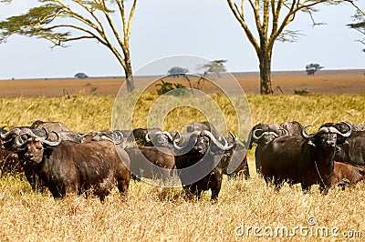 African buffalos Syncerus caffer Stock Photo