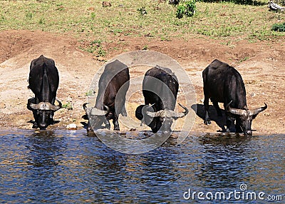 African buffalos at a watering place in Chobe Park, Botswana Stock Photo