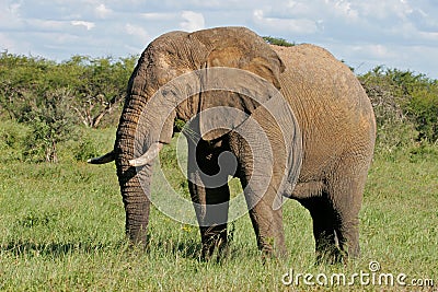 African bull elephant Stock Photo