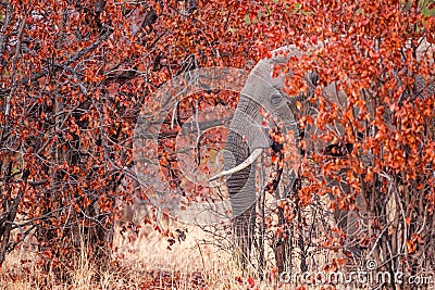 African Bull elephant walks through red Mopane trees Stock Photo