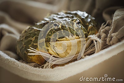 The African bullfrog in front of window Stock Photo