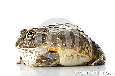 African Bullfrog/Pixie Frog Stock Photo