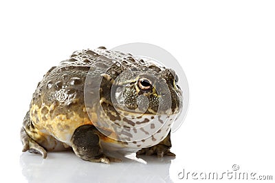 African Bullfrog/Pixie Frog Stock Photo