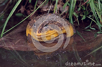 African bullfrog (pyxicephalus adspersus) Stock Photo