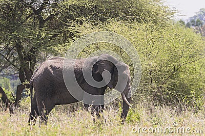 African Bush elephant Stock Photo