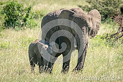 African bush elephant and calf stand side-by-side Stock Photo