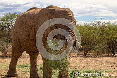 African Bush Elephant in the grassland of Etosha National Park, Namibia Stock Photo