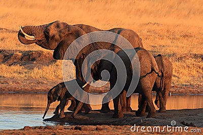 The african bush elephant, group of the elephants by the waterhole Stock Photo