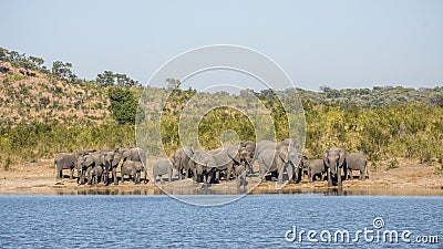 African bush elephant in Kruger Park, South Africa Stock Photo