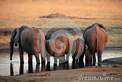 The African bush elephant Loxodonta africana, a herd of elephants standing at a watering hole. Elephant butts in the setting sun Stock Photo