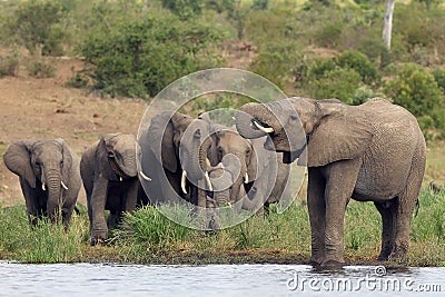 The African bush elephant Loxodonta africana, a young male drinking, a group of female elephants with young coming. A large Stock Photo