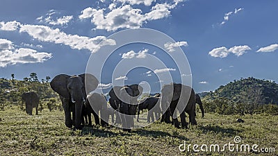 African bush elephant in Kruger National park, South Africa Stock Photo