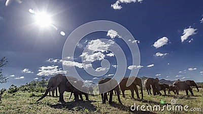 African bush elephant in Kruger National park, South Africa Stock Photo